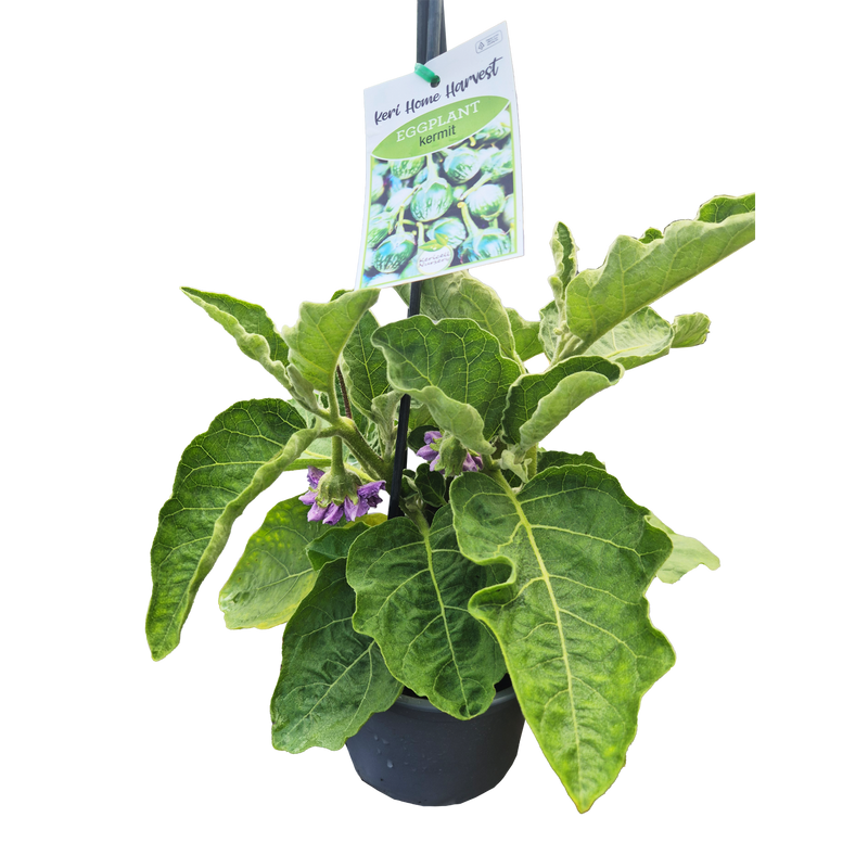 Fast Food Eggplant Kermit - 17CM