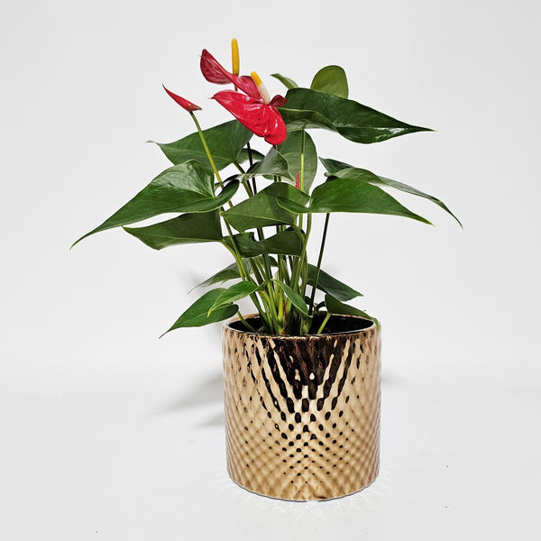 ANTHURIUM RED 9CM  BRONZE POT
