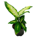 Elite Pot Foliage Mix - 9CM