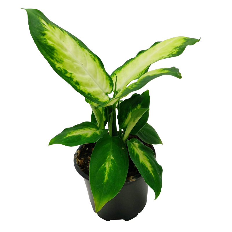Elite Pot Foliage Mix - 9CM