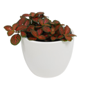 Tabletop Foliage Houseplant - 9CM