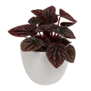 Tabletop Foliage Houseplant - 9CM