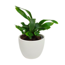 Tabletop Foliage Houseplant - 9CM