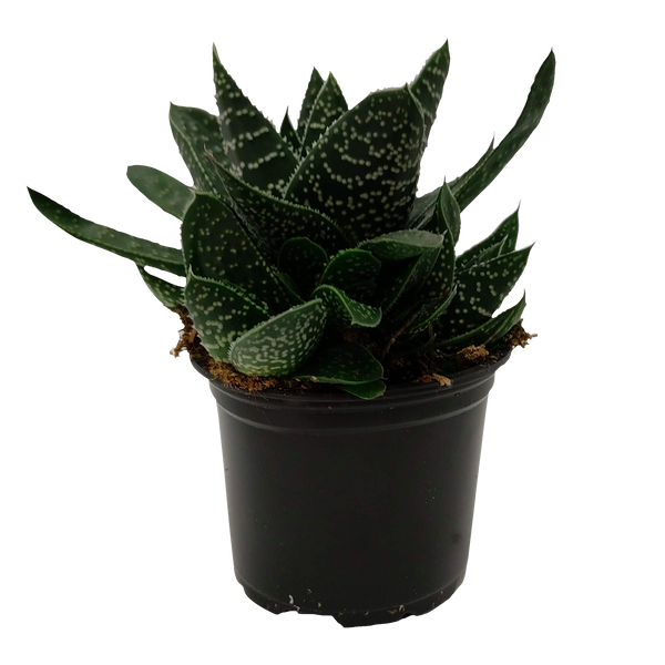 Gasteria - 9CM