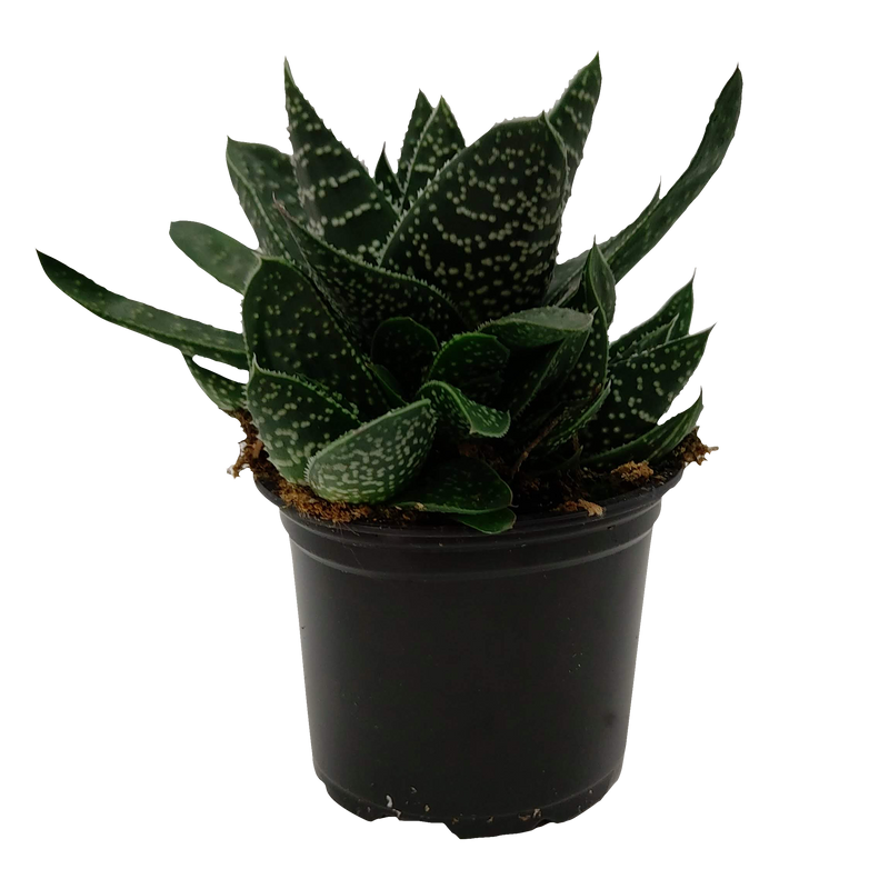 Gasteria - 9CM