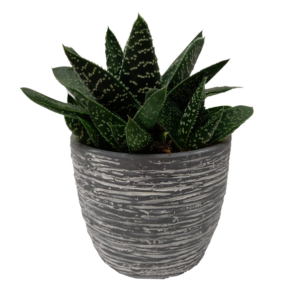 Gasteria Succulent In Ceramic - 9CM