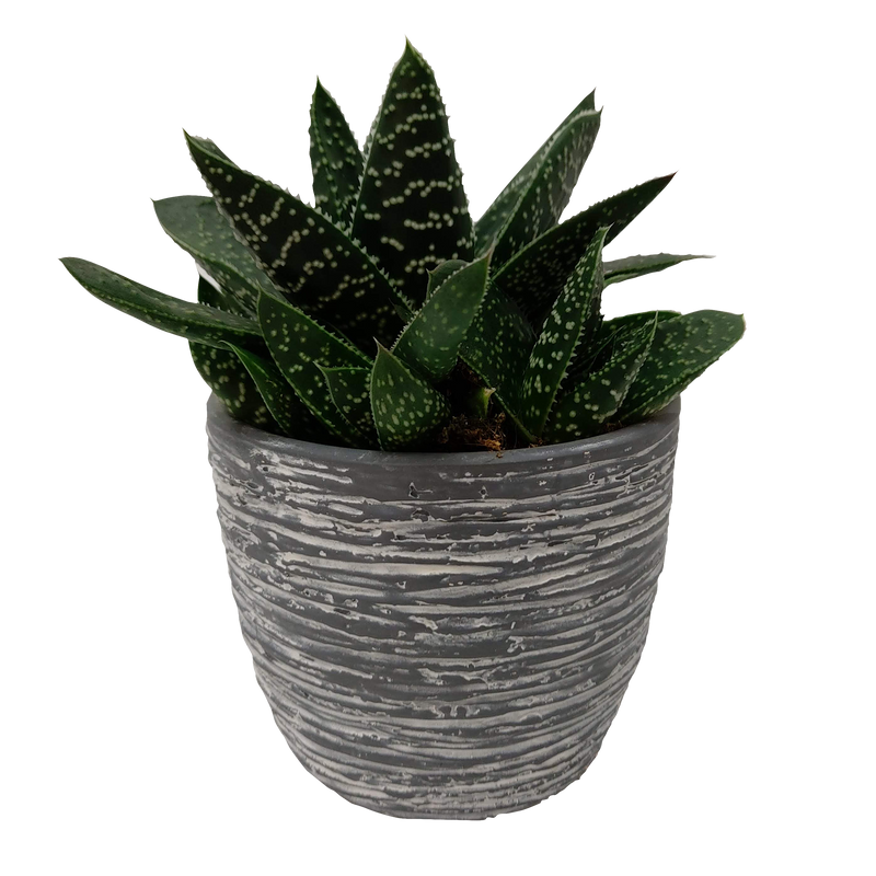 Gasteria Succulent In Ceramic - 9CM