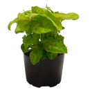 Elite Pot Foliage Mix - 9CM