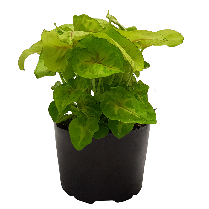 Elite Pot Foliage Mix - 9CM