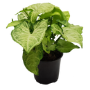 Elite Pot Foliage Mix - 9CM