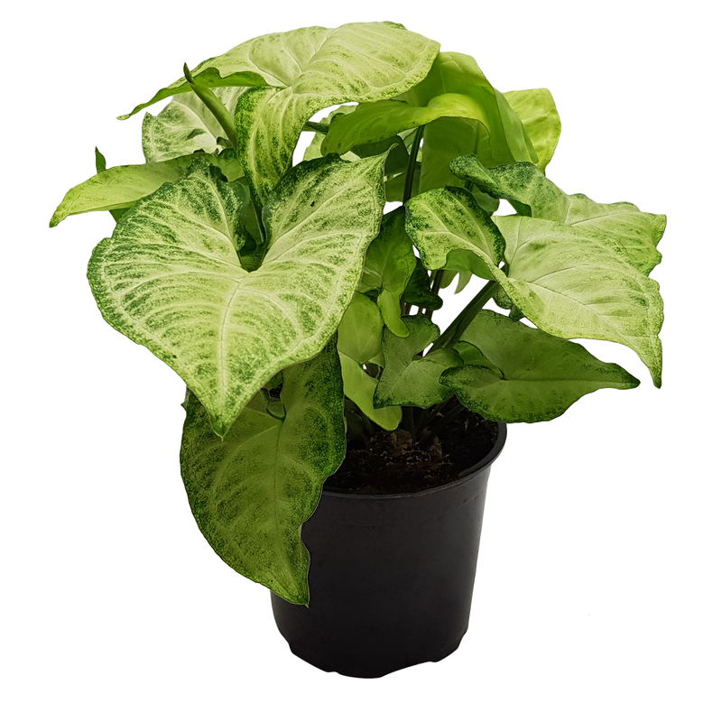 Elite Pot Foliage Mix - 9CM