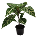 Elite Pot Foliage Mix - 9CM