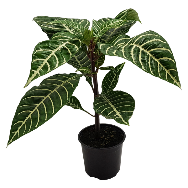 Elite Pot Foliage Mix - 9CM