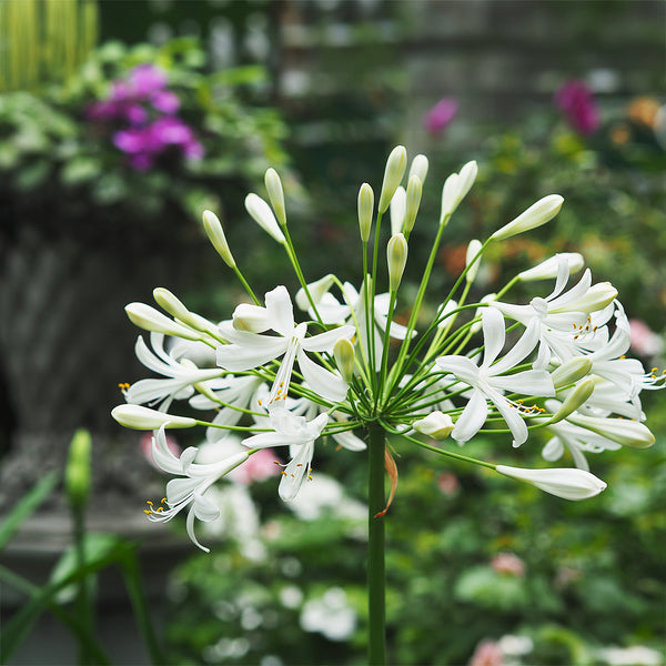 Agapanthus Finn PVR - 1.5L