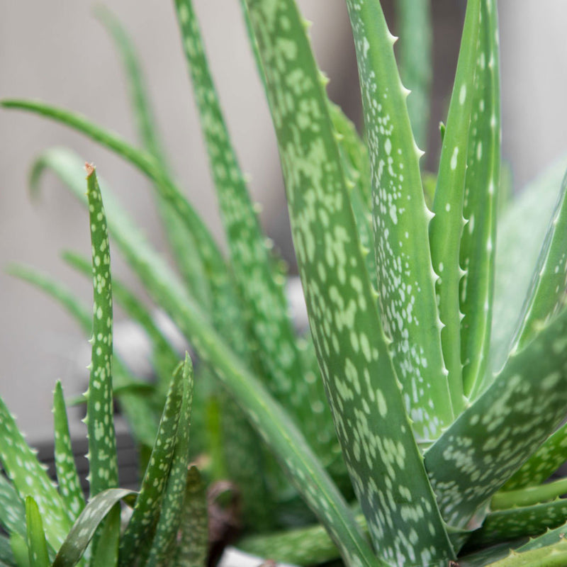 aloe vera plant nz Aloe Vera