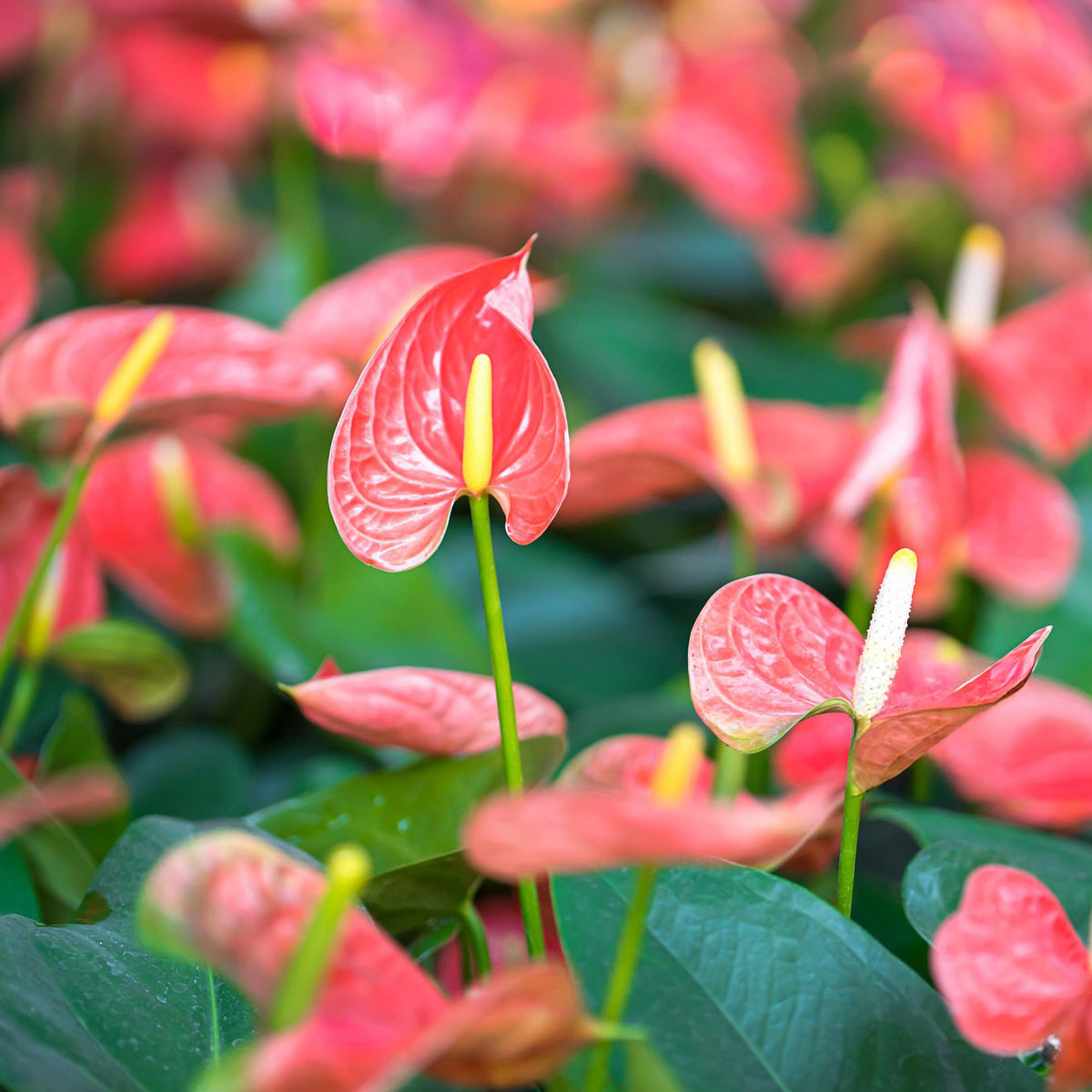 anthurium nz Anthurium Amante Pink