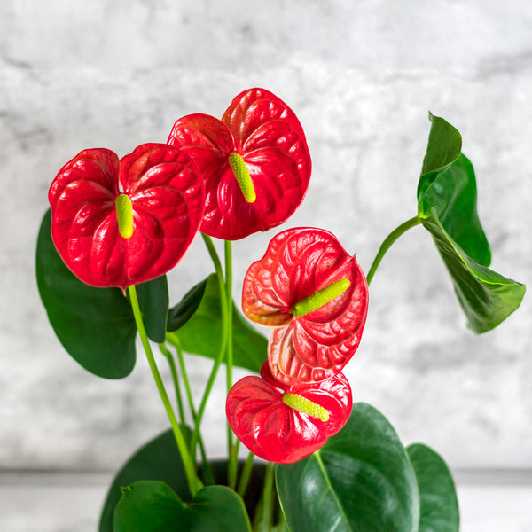 Anthurium Cuore Red - 15CM