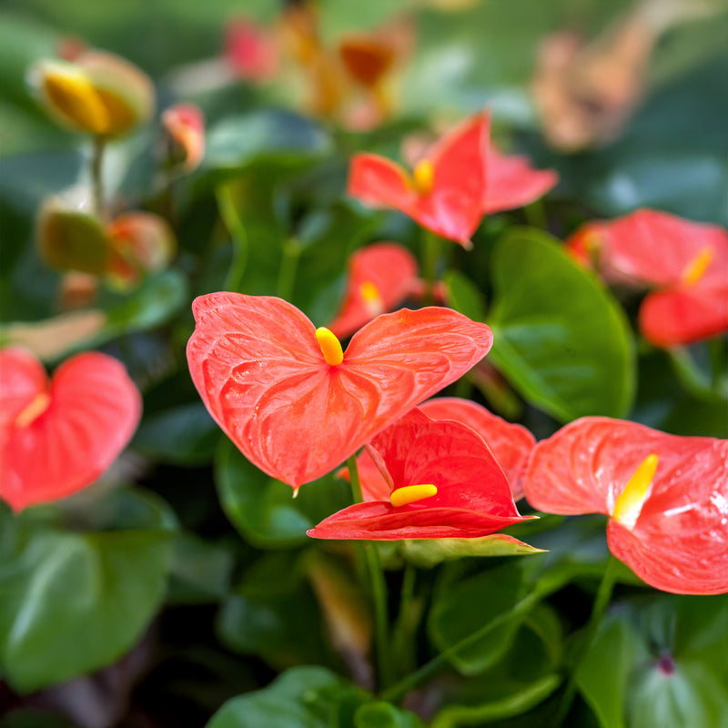 anthurium for sale nz Anthurium Delicia Orange