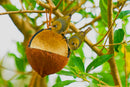 Wild Bird Coconut Feeder