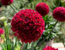 Dreameria Armeria Hypnotic Dreams 1.9L