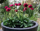 Dreameria Armeria Hypnotic Dreams 1.9L