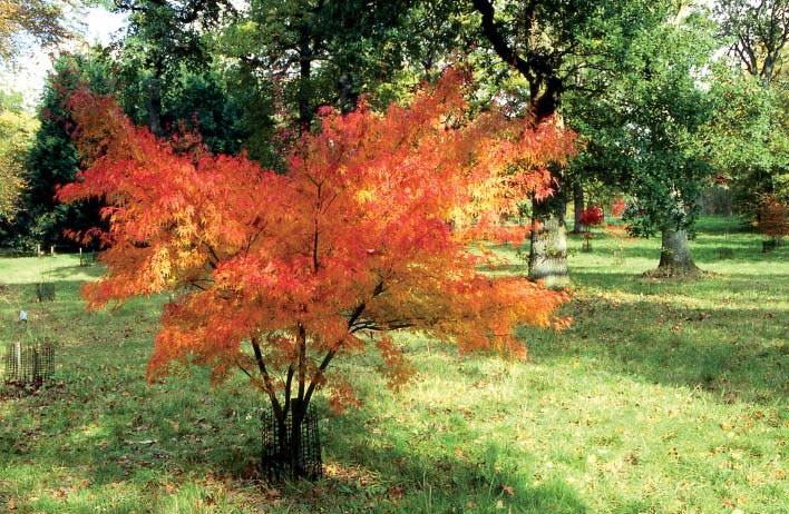 Acer Palmatum Seiryu