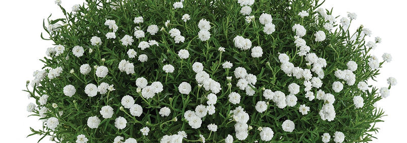 Achillea Ptarmica Summer Drift 1.5L