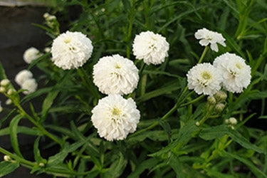 Achillea Ptarmica Summer Drift 1.5L