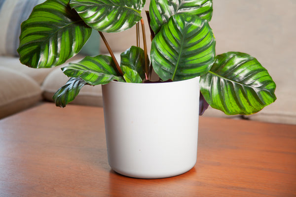 Alice Pot White 16CM