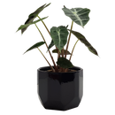 Tabletop Foliage Houseplant - 9CM