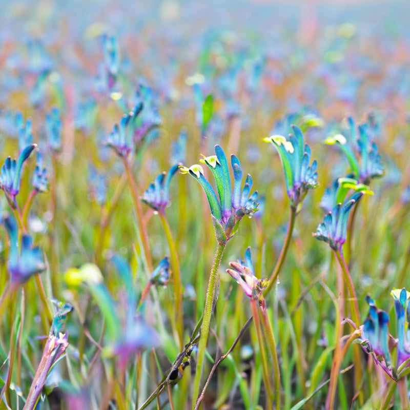 Anigozanthos Celebrations Masquerade - 13CM