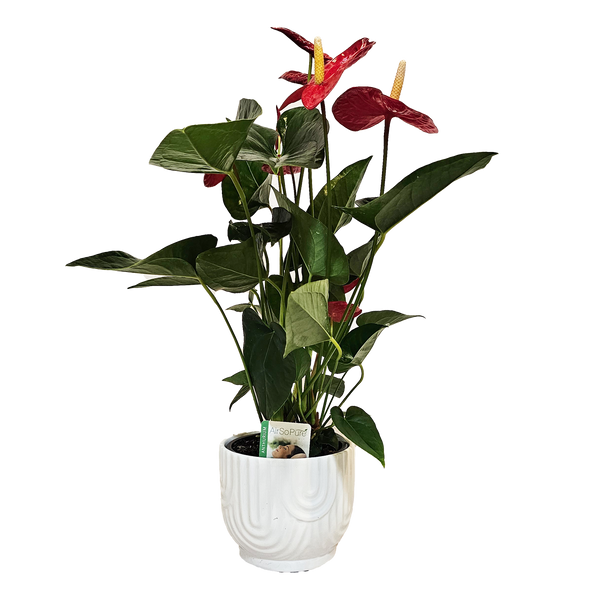 Anthurium Turenza Red In Memphis Pot - 14CM