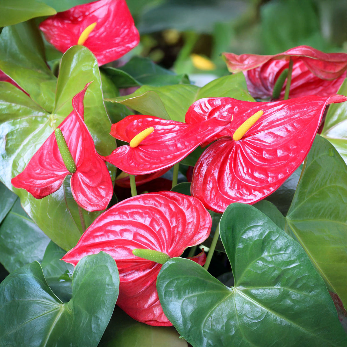 anthurium for sale nz Anthurium Turenza Red