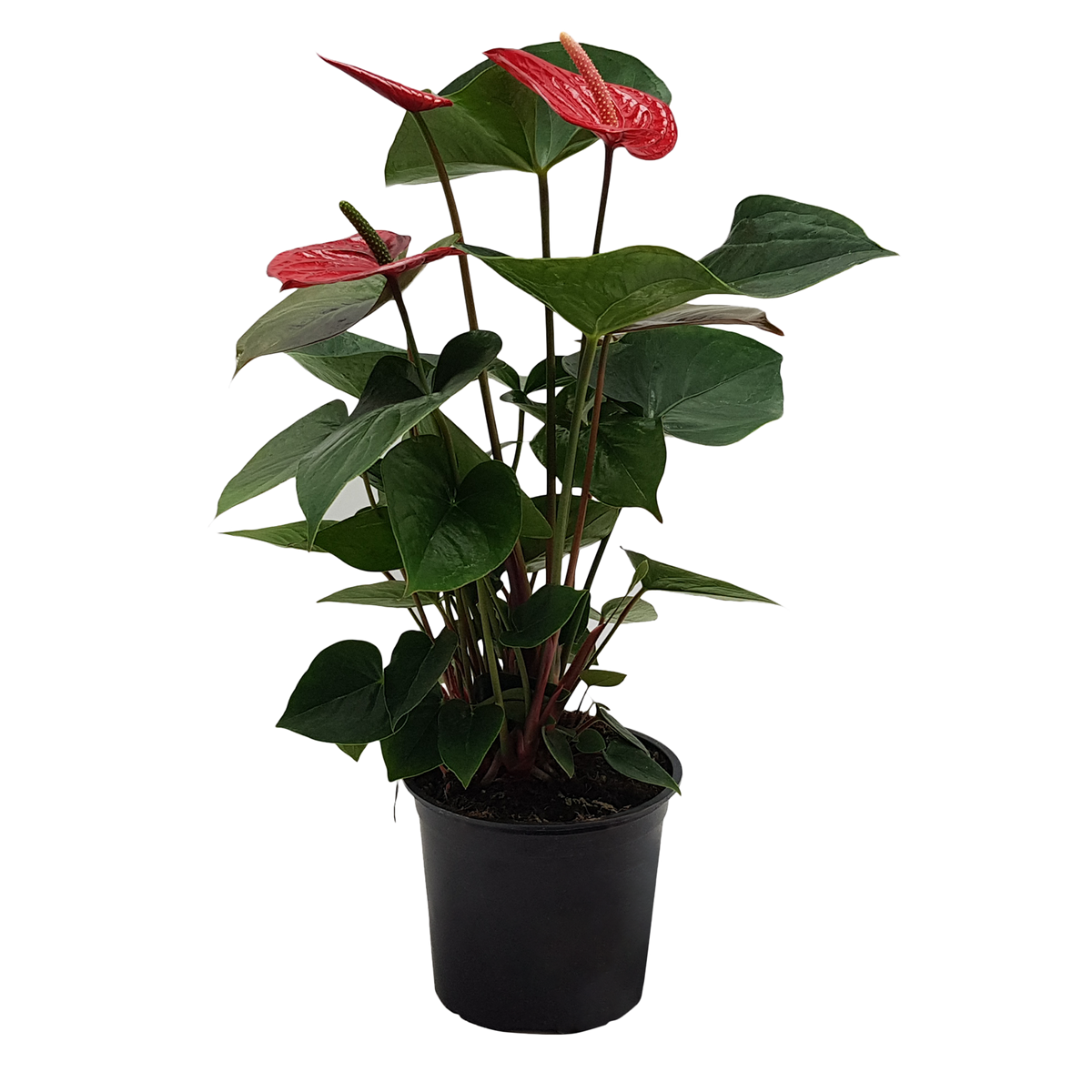 Anthurium Red Winner