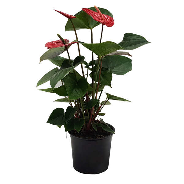 Anthurium Bugatti RED