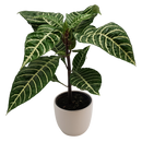 Tabletop Foliage Houseplant - 9CM