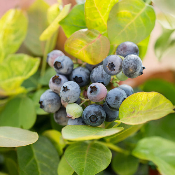 Blueberry Peach Sorbet - 1.9L