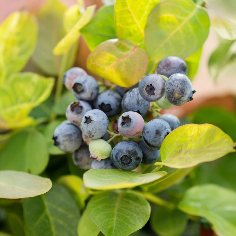 Blueberry Peach Sorbet - 1.9L