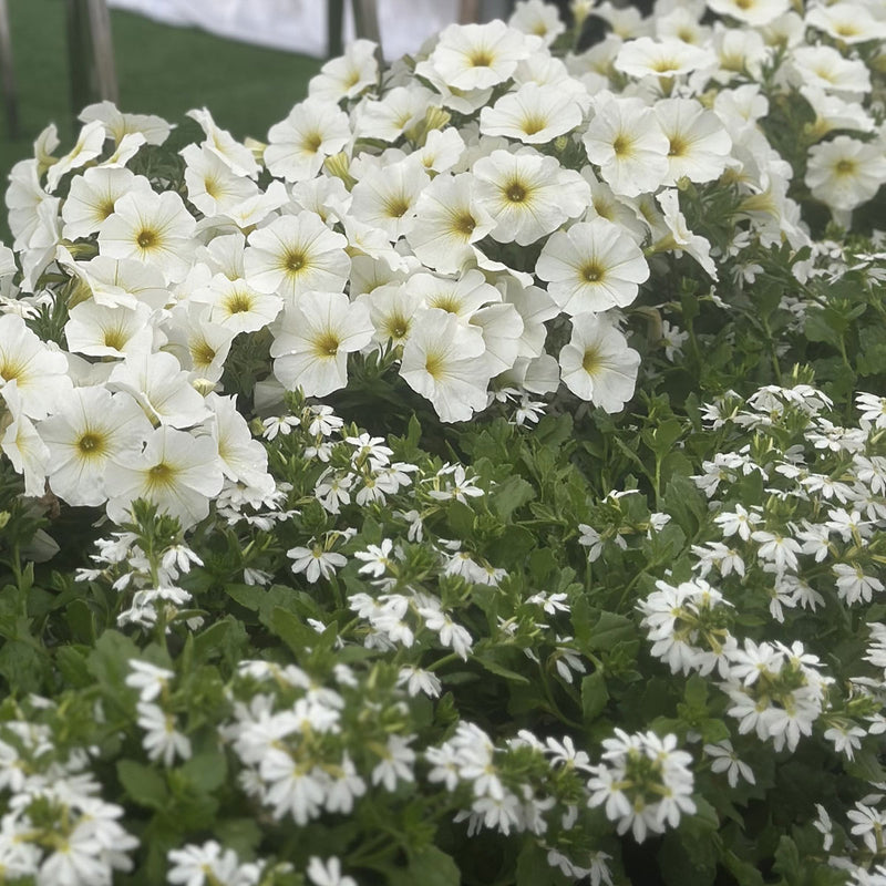 BeautiCal Pearl White - 1.5L
