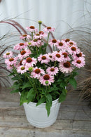Echinacea Sunseeker Blush - 1.5L