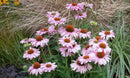 Echinacea Sunseeker Blush - 1.5L