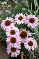 Echinacea Sunseeker Blush - 1.5L