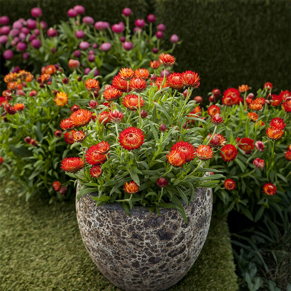 Cottage Braceantha Orange - 1.5L