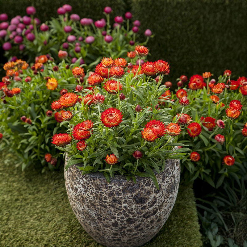 Cottage Braceantha Orange - 1.5L