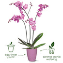 Orchid High Vibes Pot Pink 12.5CM
