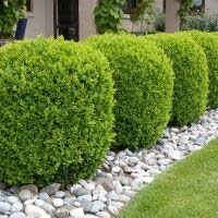 Buxus Sempervirens 8.5L