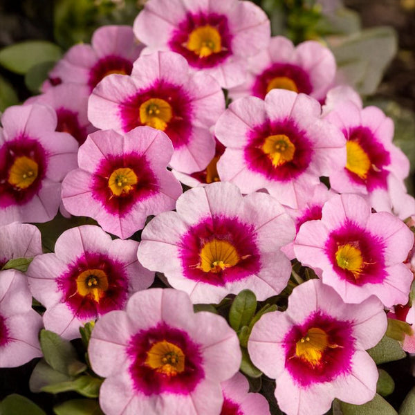 Calibrachoa Pink Parfait - 1.5L