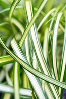 Carex Moonfalls 1.9L