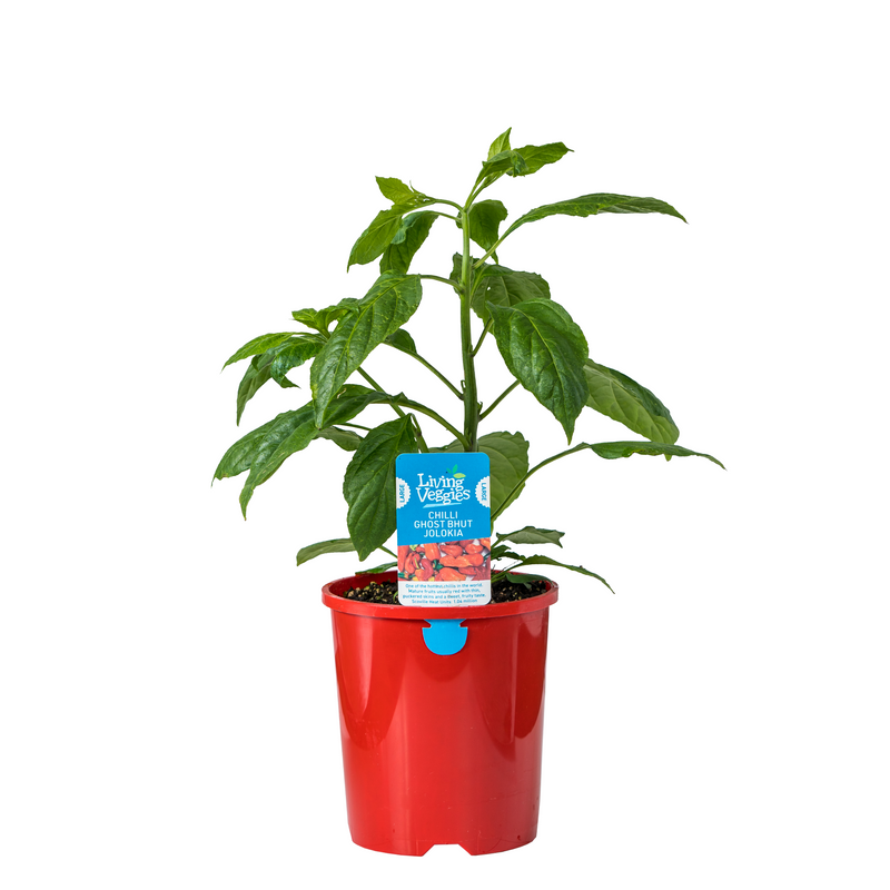 Ghost Bhut Jolokia Chilli - 1.3L