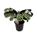 Ctenanthe Burle Marxii - 12CM